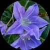 artichoke26